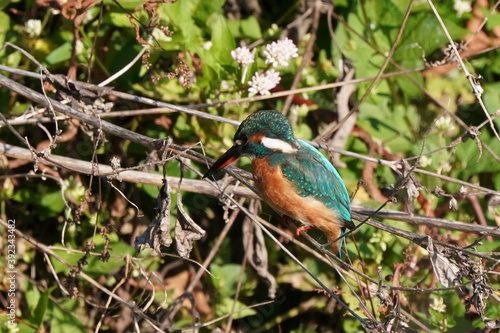 common kingfisher on the branch © Matthewadobe