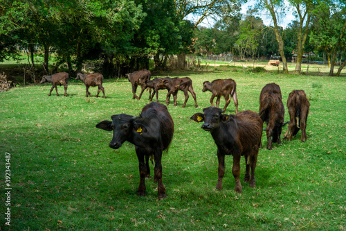 View of young calves grazing in the greenfields of a farm photo