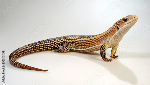 Sudan plated lizard // Braune Schildechse, Sudan-Schildechse (Broadleysaurus major)  photo