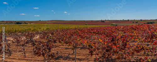 Panorama Autumn vineyards in the wine-making region of Valencia, Spain photo