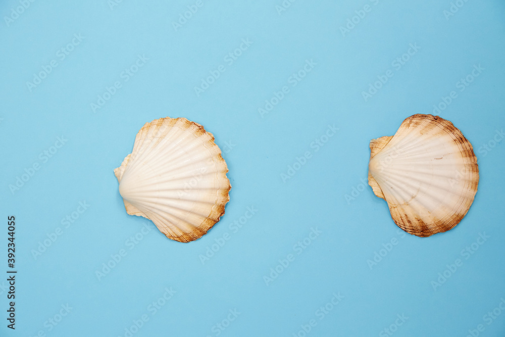 shell on blue background