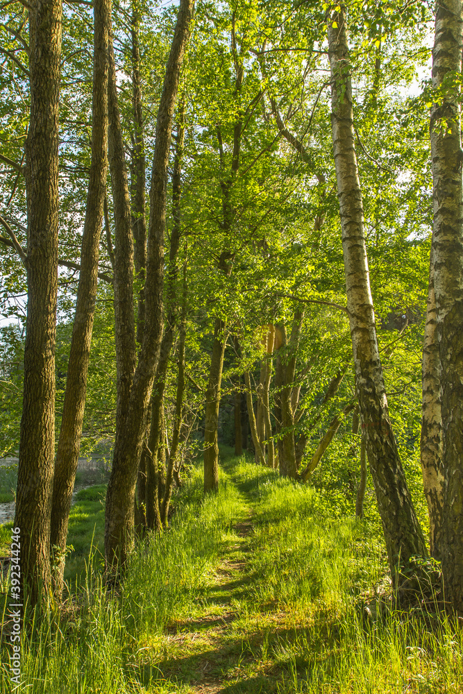 Beautiful forest in spring with bright sunlight. Forest deciduous trees. Natural green landscape.Footpath through fresh green nature.Walking outdoors active healthy lifestyle. Beautiful forest in spring with bright sunlight. Forest deciduous trees. Natural green landscape.Footpath through fresh green nature.Walking outdoors active healthy lifestyle.