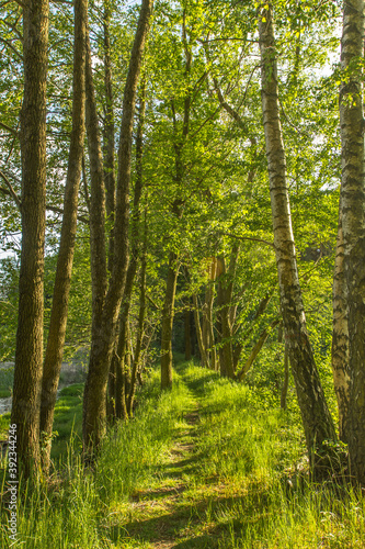 Beautiful forest in spring with bright sunlight. Forest deciduous trees. Natural green landscape.Footpath through fresh green nature.Walking outdoors active healthy lifestyle.