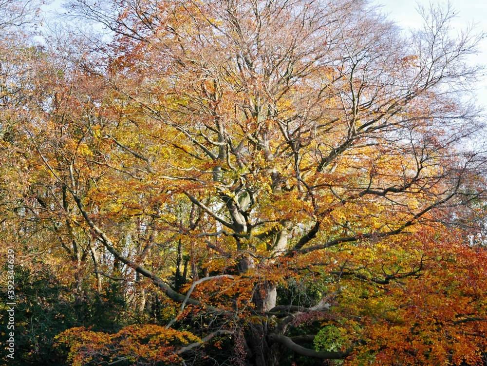 Fototapeta premium Herbstbaum in Park