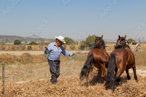 hispanic farmer harvesting with horses organic bean © @Nailotl
