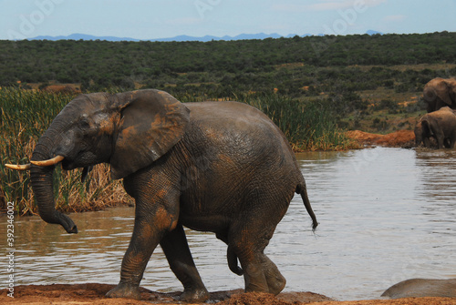 Africa- Close Up of a Wild Very Male Elephant After Bathing