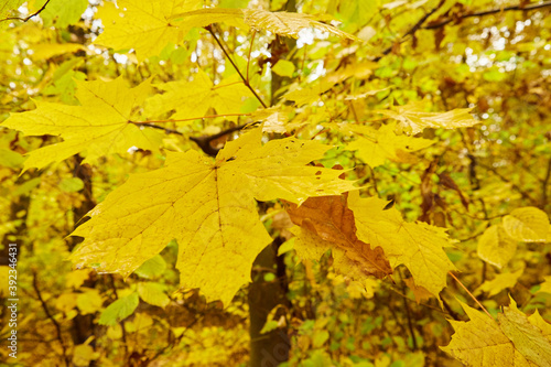 leaves in autumn