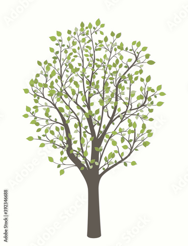 Drawing of a tree with leaves on a light background