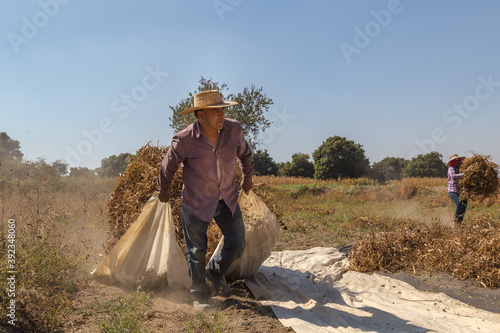 Closeup shot of farmers cutting organic bean in a field vertical shot © @Nailotl