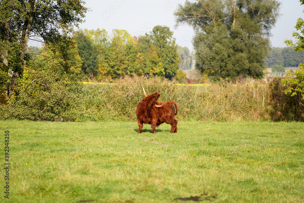 View of a brown male highland cow on the green fields in a farm Stock ...