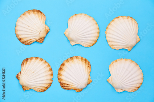 shells on a blue background