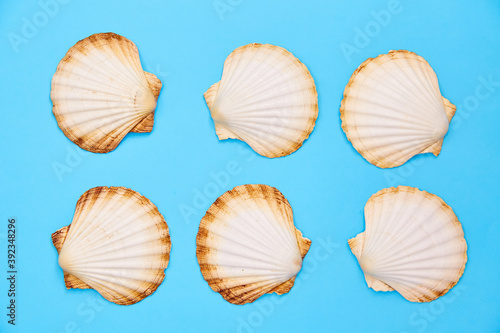 collection of seashells