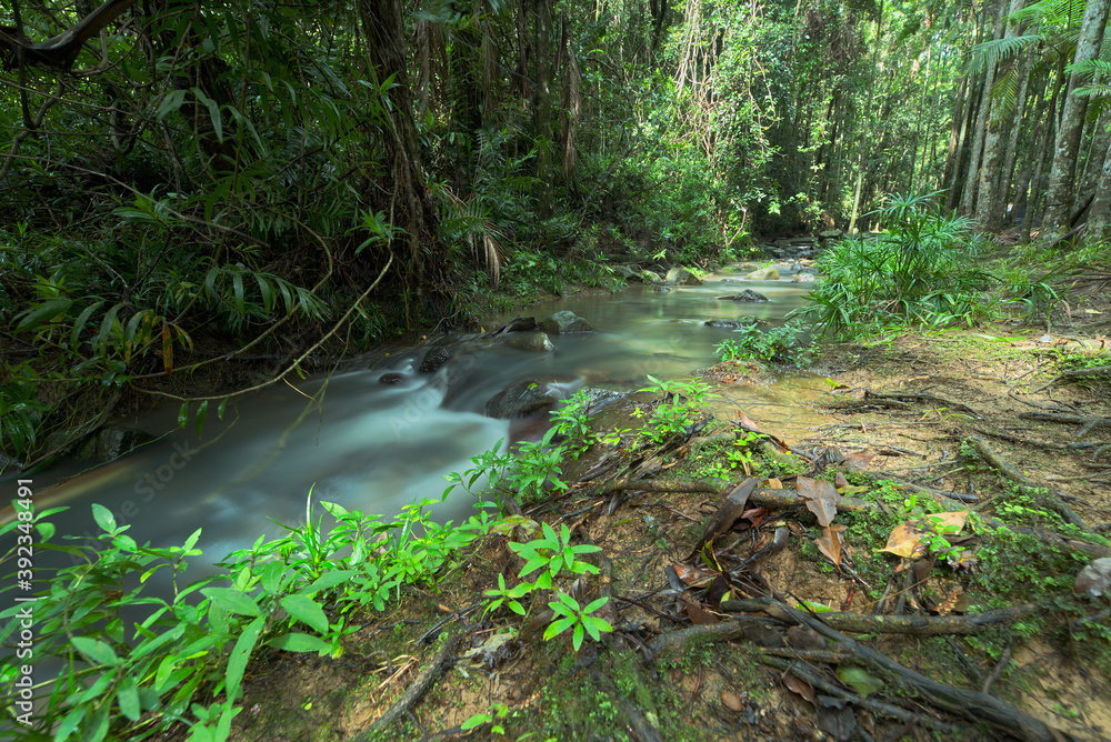 Buderim forest park in Queensland, Australia. Buderim forest park in Queensland, Australia.