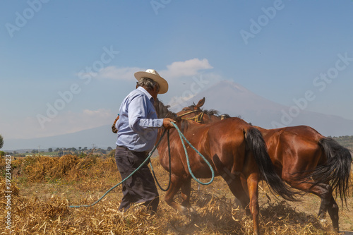hispanic farmer harvesting with horses organic bean