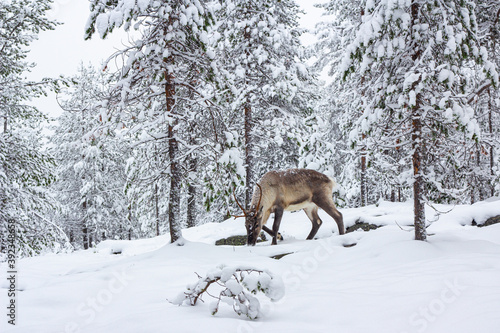 The deer in the snow of winter forest.