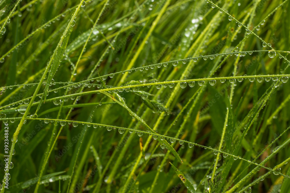 Beautiful drops of transparent rainwater on grass.Raindrops texture in nature.Fresh natural background.Green nature after the rain.Outdoors in spring.Close up grass selective focus.Website banner.