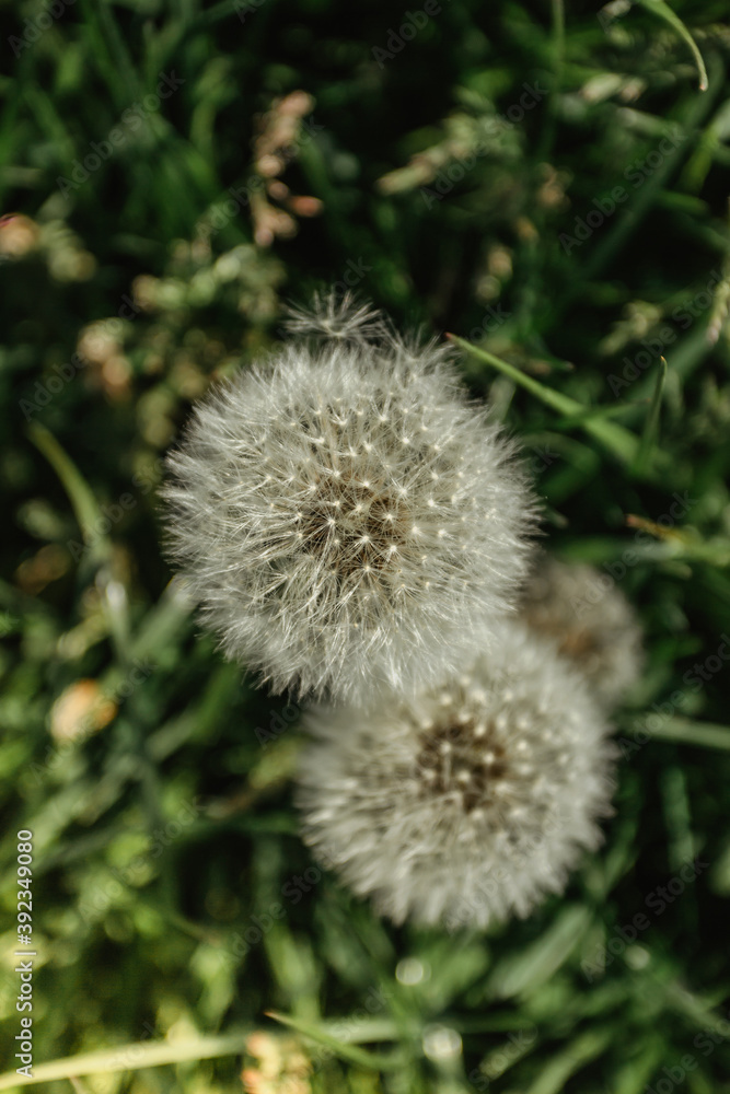 White fluffy dandelions on a spring meadow.Natural green spring background.Fragile dandelion feathers close up.Spring colorful nature.Blooming spring flowers macro selective focus space for banner. White fluffy dandelions on a spring meadow.Natural green spring background.Fragile dandelion feathers close up.Spring colorful nature.Blooming spring flowers macro selective focus space for banner.