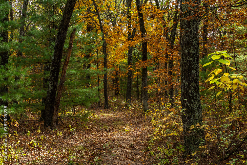 Beautiful and vibrant fall/autumn colors in the forest.  Sand Ridge State Forest, Illinois, USA.