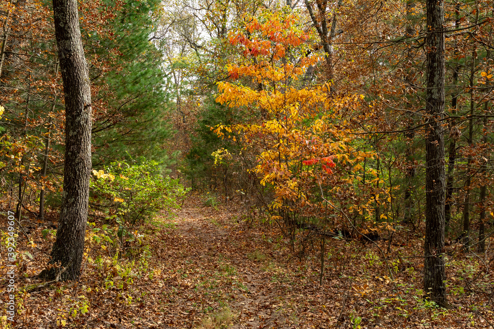Beautiful and vibrant fall/autumn colors in the forest. Sand Ridge State Forest, Illinois, USA. Beautiful and vibrant fall/autumn colors in the forest. Sand Ridge State Forest, Illinois, USA.