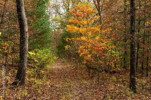 Beautiful and vibrant fall/autumn colors in the forest.  Sand Ridge State Forest, Illinois, USA. photo