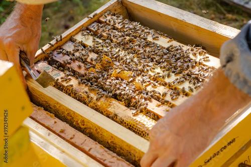 beekeeper pushes frame of chisel. Man supervises production of honey in bee. Visible wooden bee frames. Frames are covered with swarm of bees.