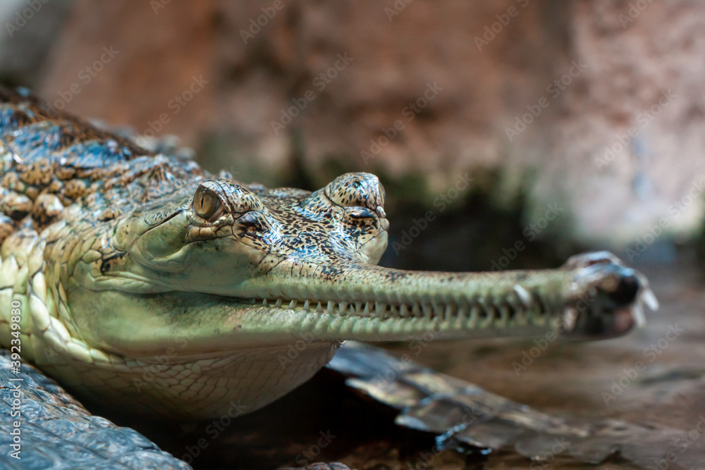 Obraz premium the head of a wild adult green gavial and his mouth full of sharp teeth in the water in nature during the day