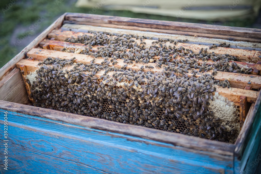 Frames of beehive. Close up view of opened hive body showing frames populated by honey bees. Nature, insects. Beekeeping background Frames of beehive. Close up view of opened hive body showing frames populated by honey bees. Nature, insects. Beekeeping background