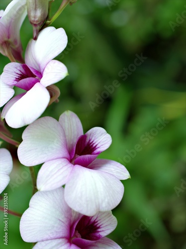 Closeup purple orchid flower cooktown  Dendrobium bigibbum plants and soft focus on violet blurred background  macro image   sweet color for card design  close up of pink orchid