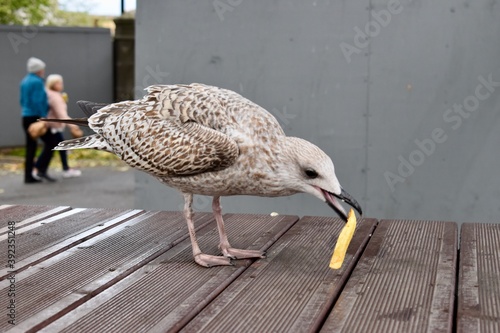 Seagull is eating a chips given by tourists on a table