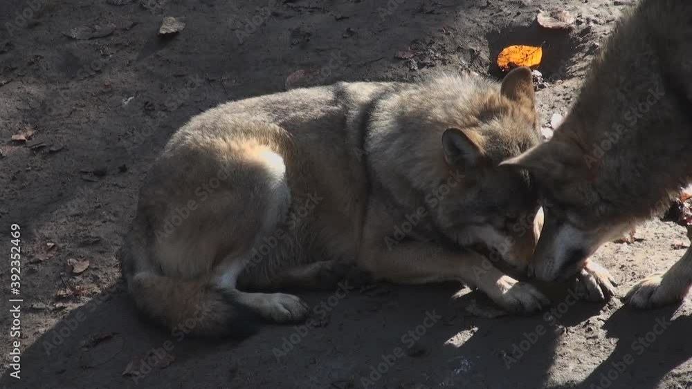 Wolves in autumn, the behavior of isolated wolves in the forest, videos filmed with video denoiser Wolves in autumn, the behavior of isolated wolves in the forest, videos filmed with video denoiser