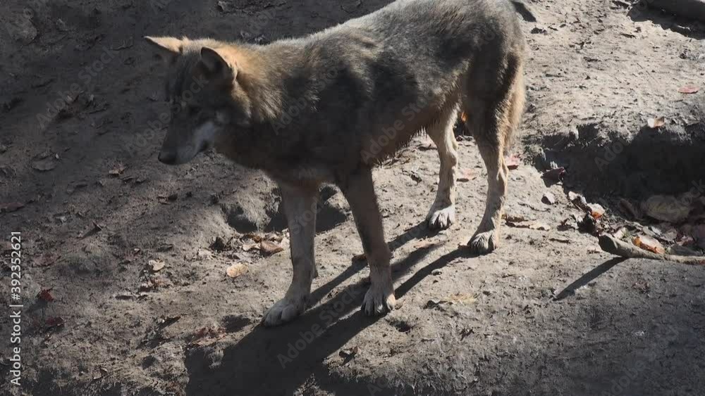 Wolves in autumn, the behavior of isolated wolves in the forest, videos filmed with video denoiser Wolves in autumn, the behavior of isolated wolves in the forest, videos filmed with video denoiser