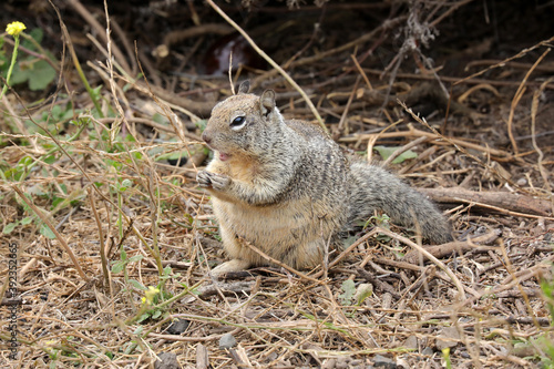 Grauhörnchen