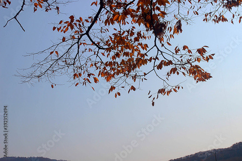 단풍잎