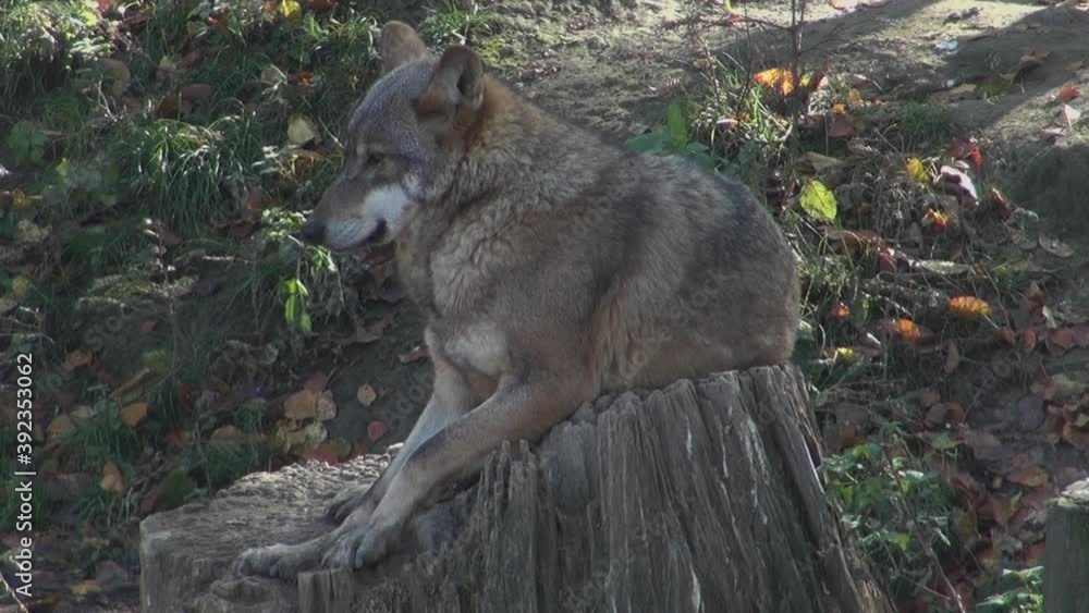 Wolves in autumn, the behavior of isolated wolves in the forest, videos filmed with video denoiser Wolves in autumn, the behavior of isolated wolves in the forest, videos filmed with video denoiser