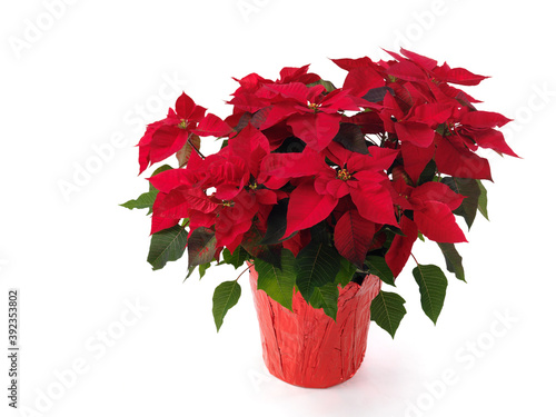 Poinsettia - red Christmas flower in a pot. Isolated on white background.