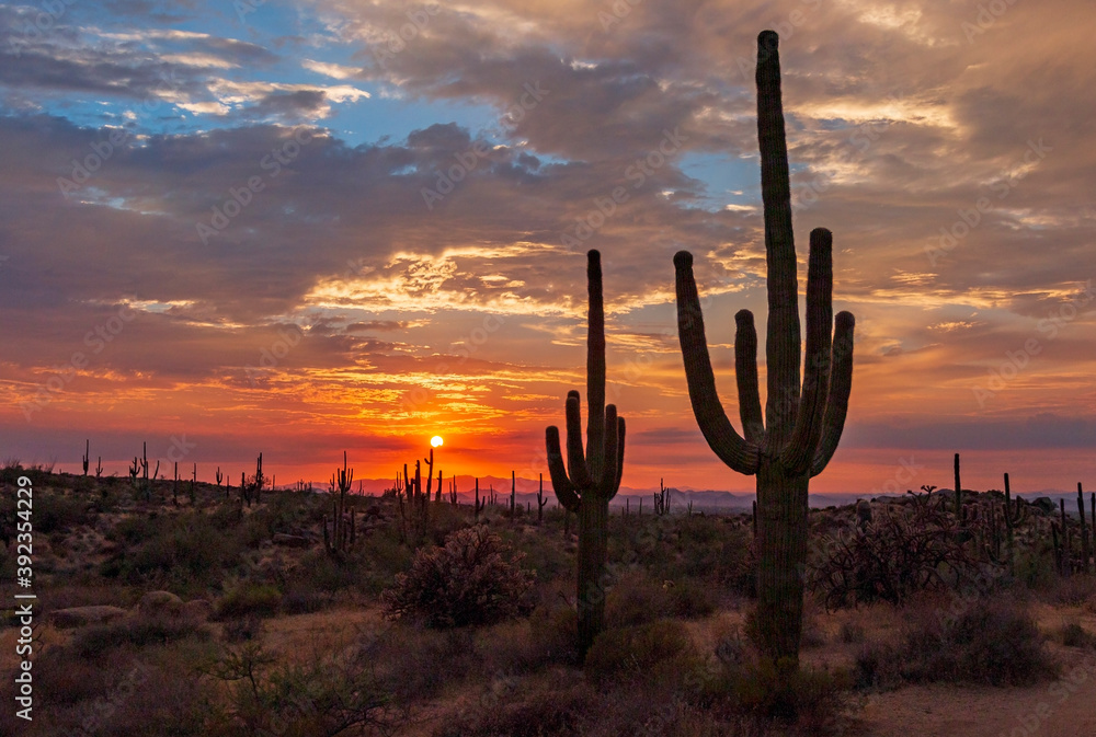 Saguaro Cactus With Sun Setting near Phoenix AZ Saguaro Cactus With Sun Setting near Phoenix AZ