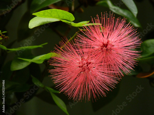 Selective focus shot two calliandra flowers grown in a botanical garden photo