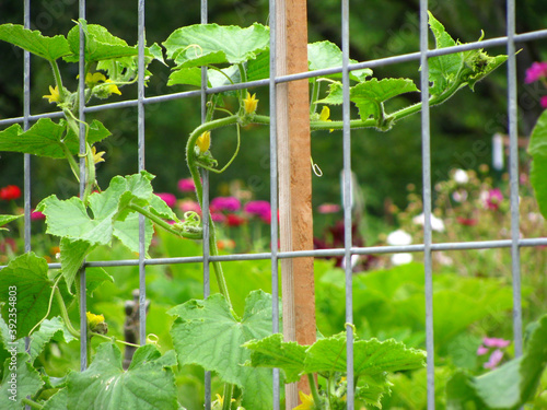 Closeup shot of a young cucumber plant crawling in metal trellises in a farm garden photo