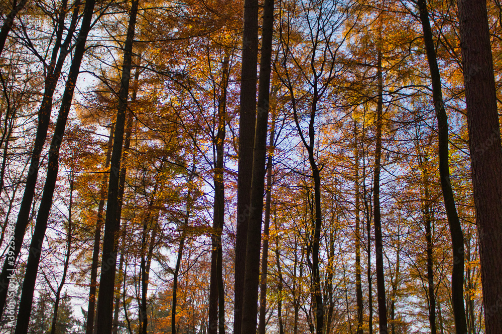 Herbstwald Herbstwald
