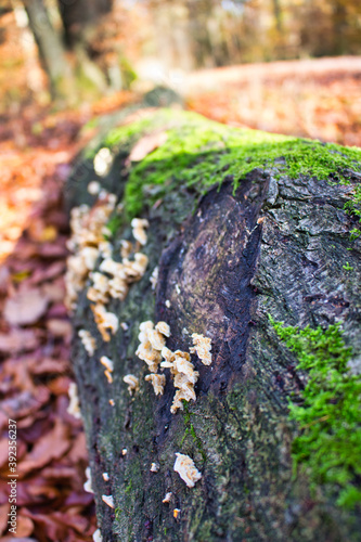 Moos an liegendem Baumstamm im Herbstwald photo