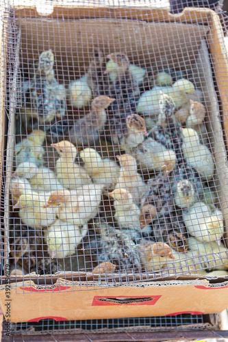 Newborn Chicks in Box