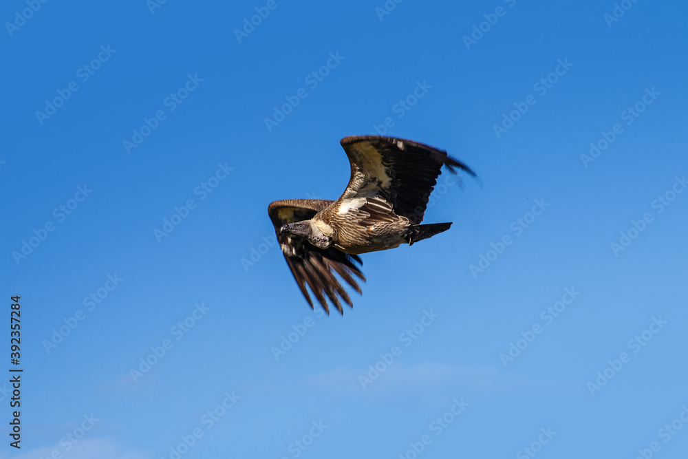 Obraz premium Buitre rapaz