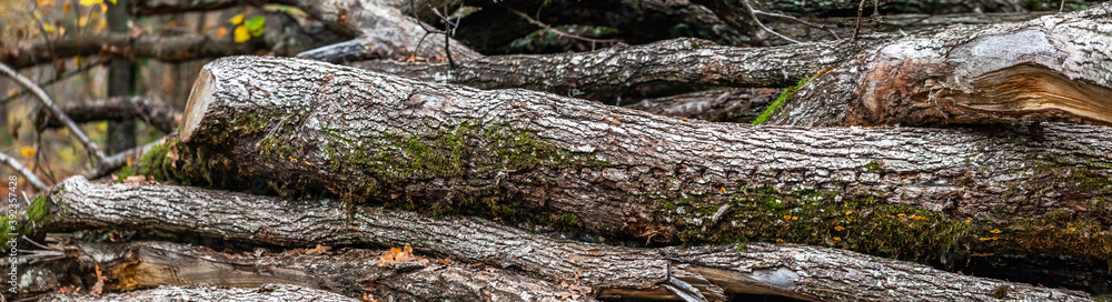 Snags and logs are colonized by organisms representing a broad array of plants, invertebrates, and vertebrates. November, 2020. Snags and logs are colonized by organisms representing a broad array of plants, invertebrates, and vertebrates. November, 2020.