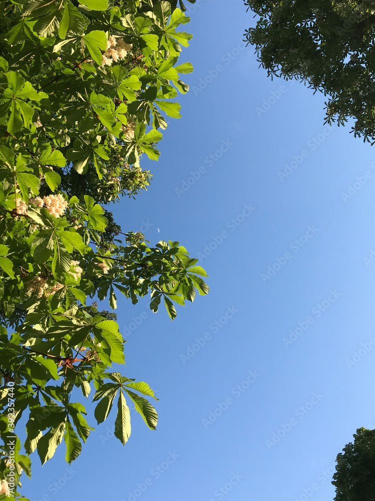 Fototapeta premium green leaves against blue sky