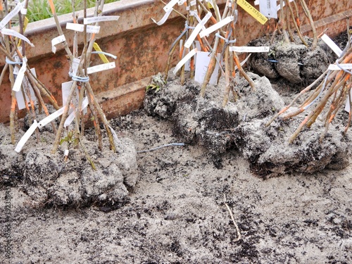 grafted sweet cherry plants before planting