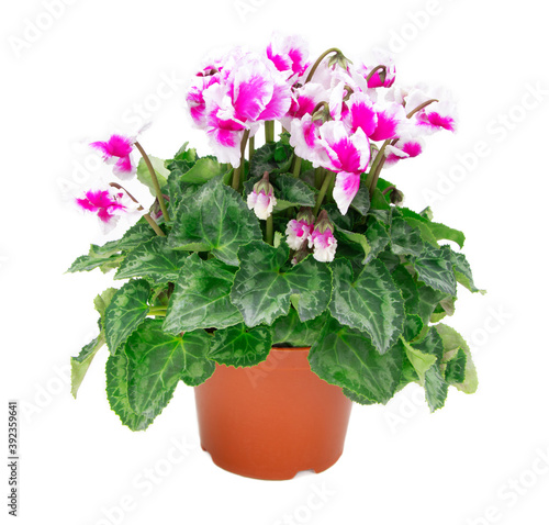Cyclamen in a pot isolated on a white background. Blossoming plant. Flowers of Cyclamen