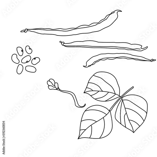 Set of plant parts haricot, leaves and flower, pod with seeds and beans outline