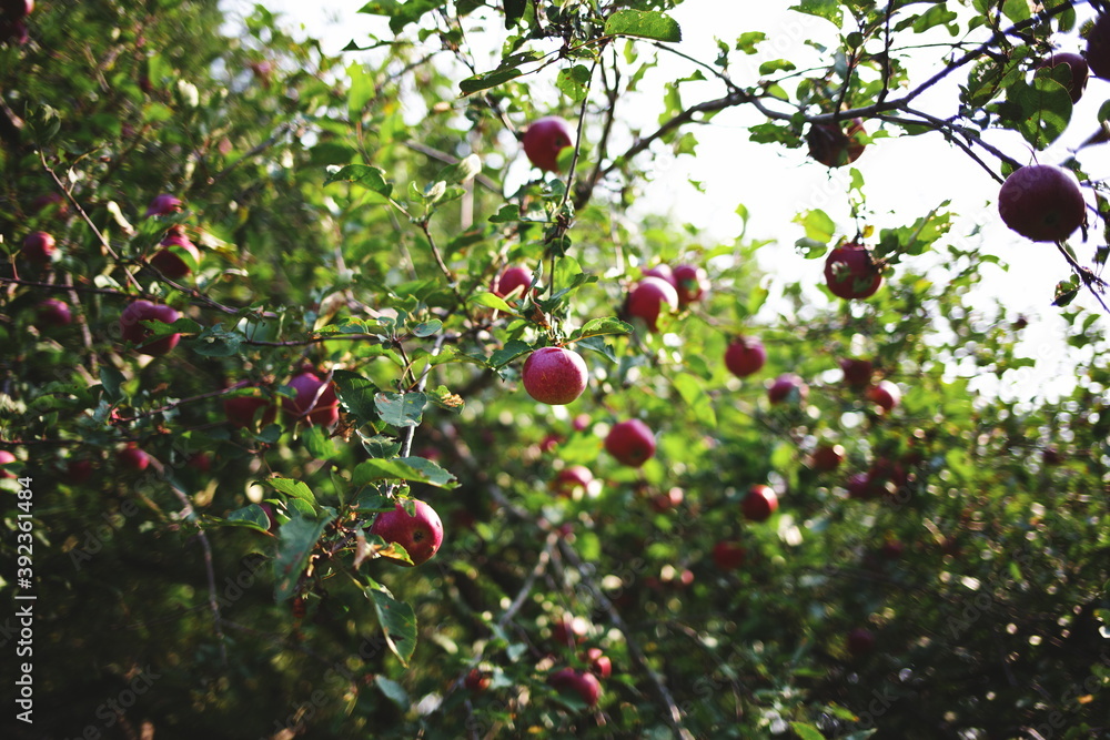 Apples on a tree at a local orchard in Ontario, Canada.