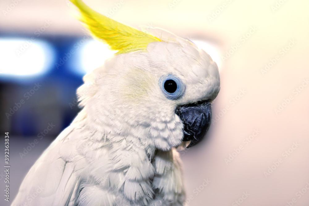 A white cockatoo parrot on blur background, close up. A white cockatoo parrot on blur background, close up.