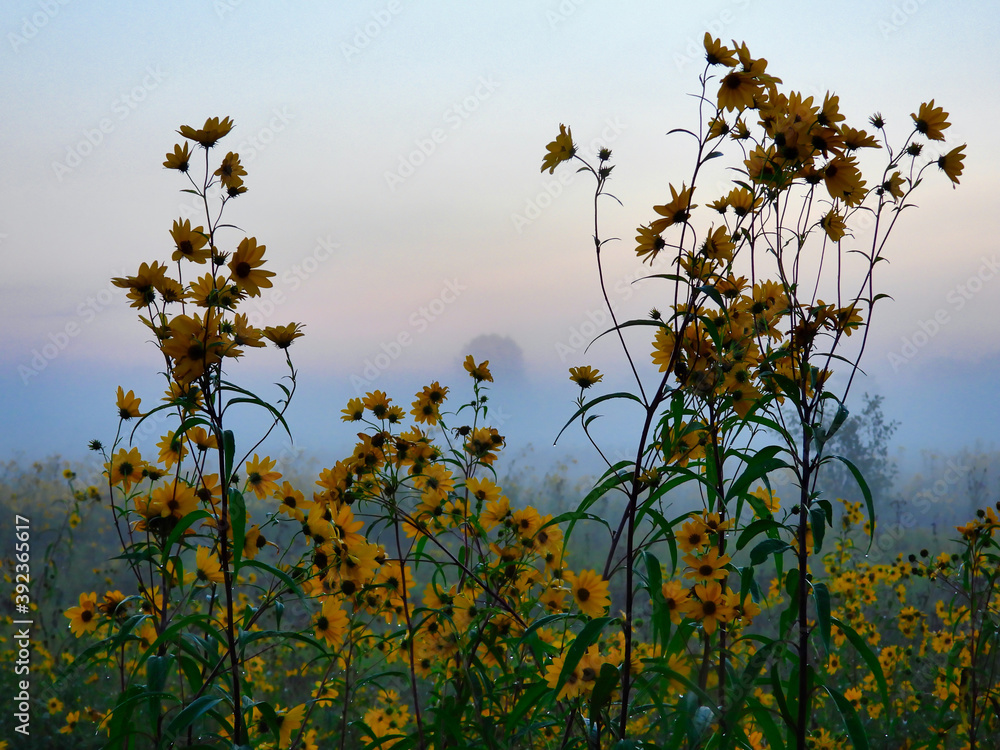 Field of yellow flowers: Sunrise on a meadow full of yellow wildflowers with a misty prairie and trees in the background with a pink and blue sky Field of yellow flowers: Sunrise on a meadow full of yellow wildflowers with a misty prairie and trees in the background with a pink and blue sky